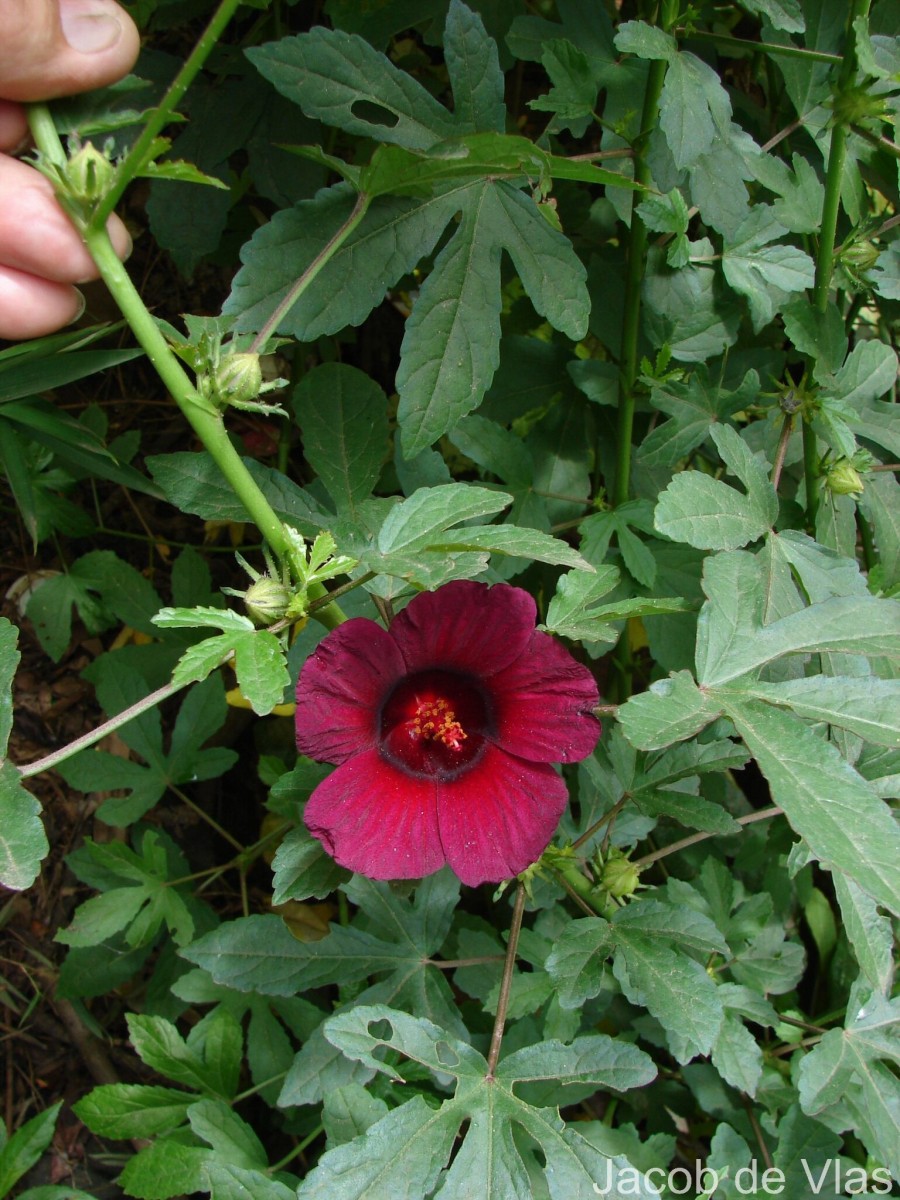 Hibiscus radiatus Cav.